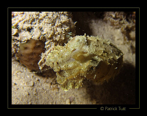 Small Cuttlefish in a nigth dive in Marsa Shagra - Egypt ... by Patrick Tutt 